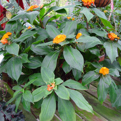 Insulin Plant ( Costus igneus ) Medicinal Plant