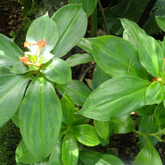 Insulin Plant ( Costus igneus ) Medicinal Plant