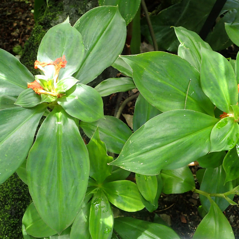 Insulin Plant ( Costus igneus ) Medicinal Plant