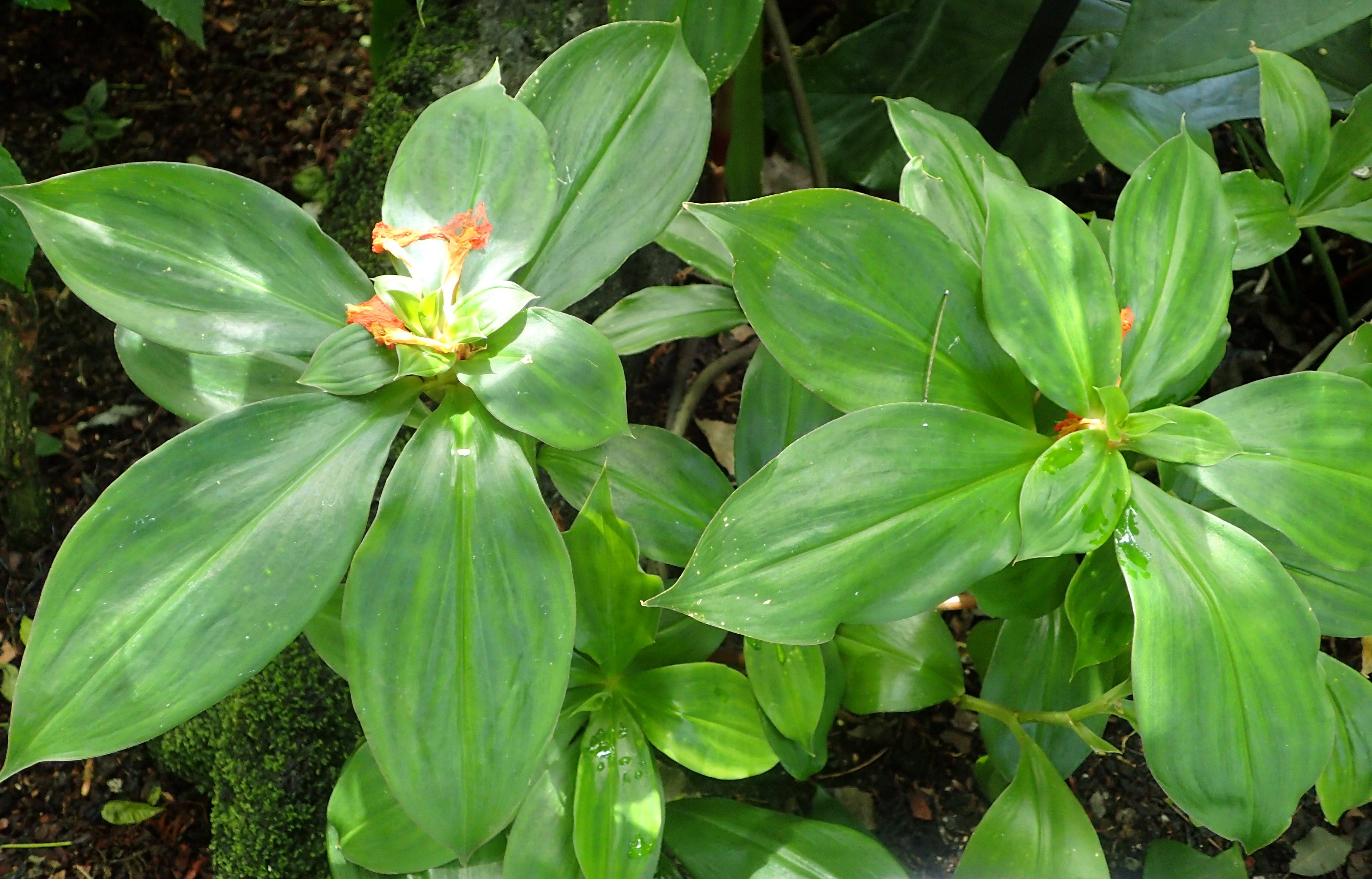 Insulin Plant ( Costus igneus ) Medicinal Plant