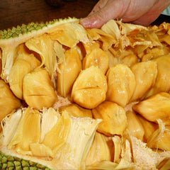 Jackfruit - Cheena - Hybrid Fruit Plant