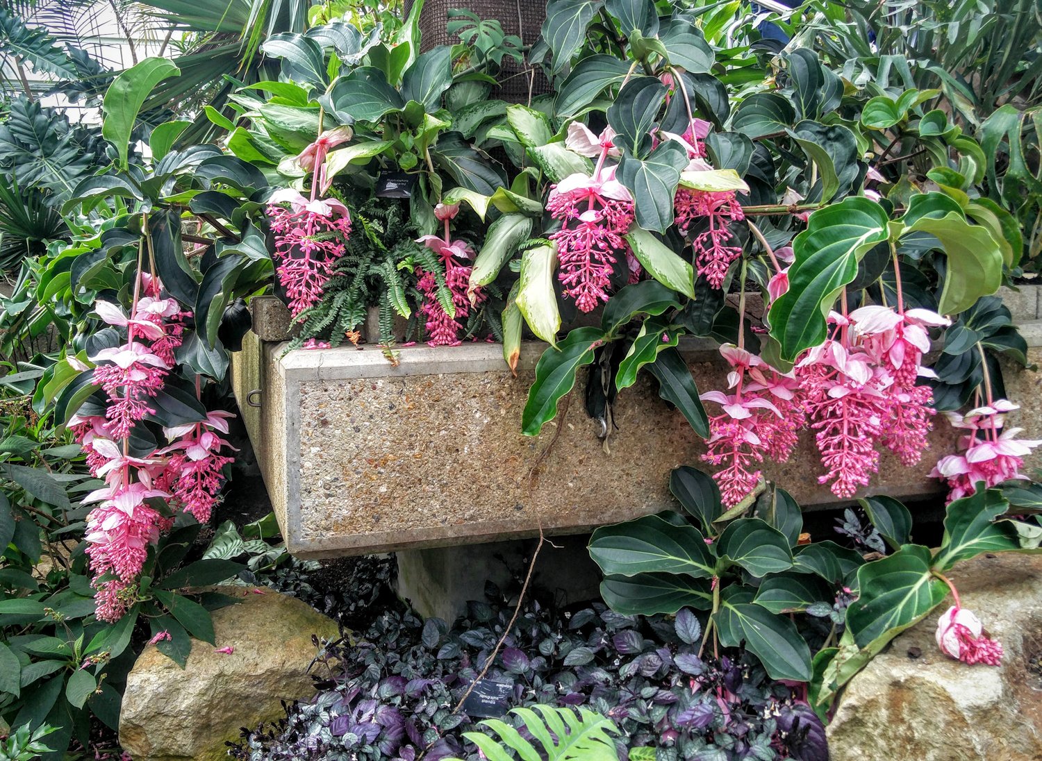 Pink Medinilla - Medinilla magnifica Flower Plant