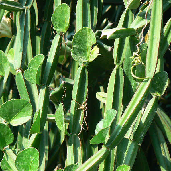 Asthi Samhara ( Cissus quadrangularis ) Medicinal Plant