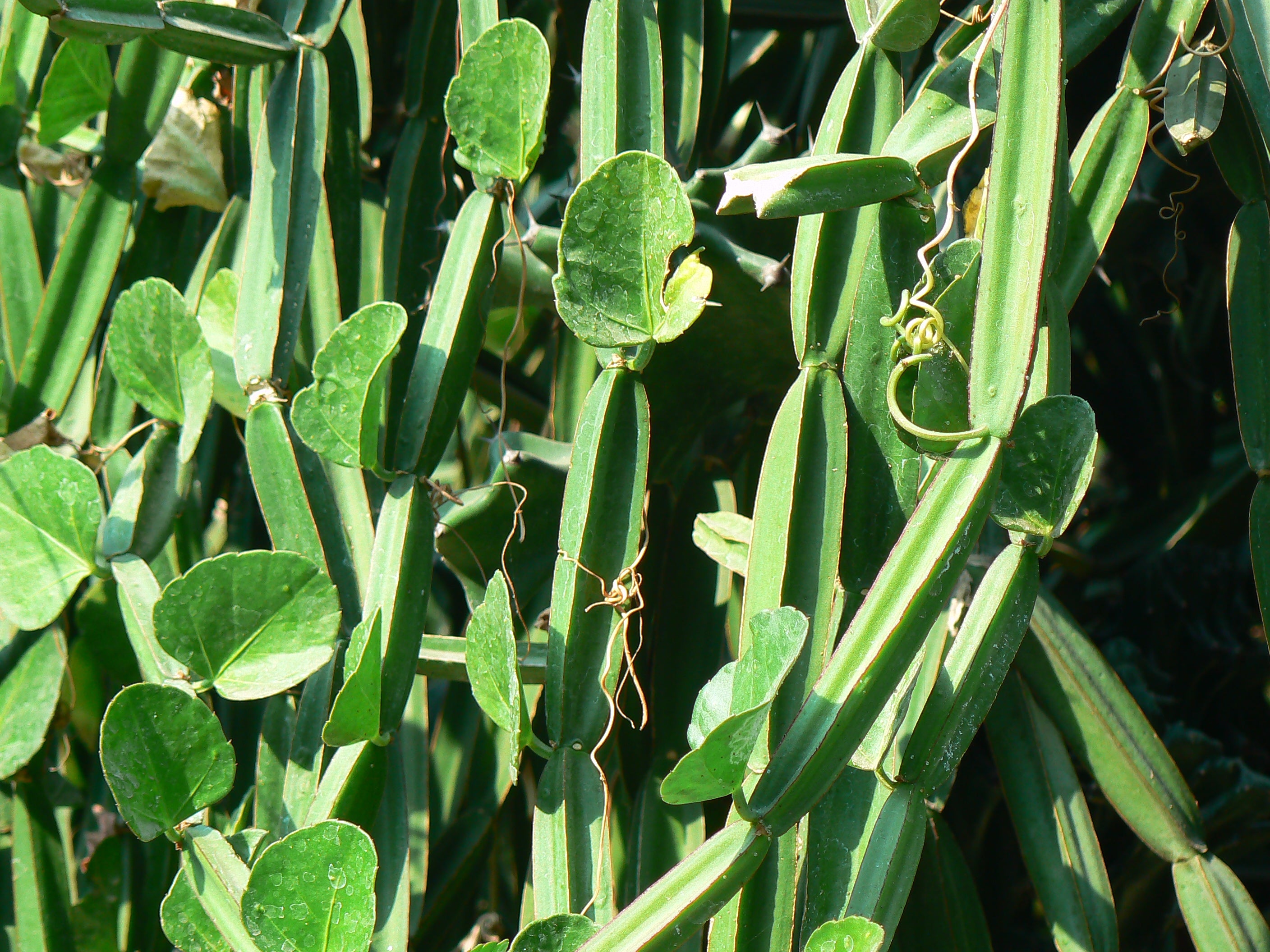 Asthi Samhara ( Cissus quadrangularis ) Medicinal Plant