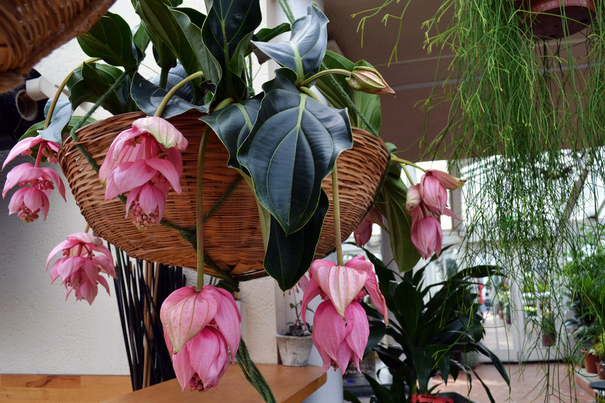 Pink Medinilla - Medinilla magnifica Flower Plant