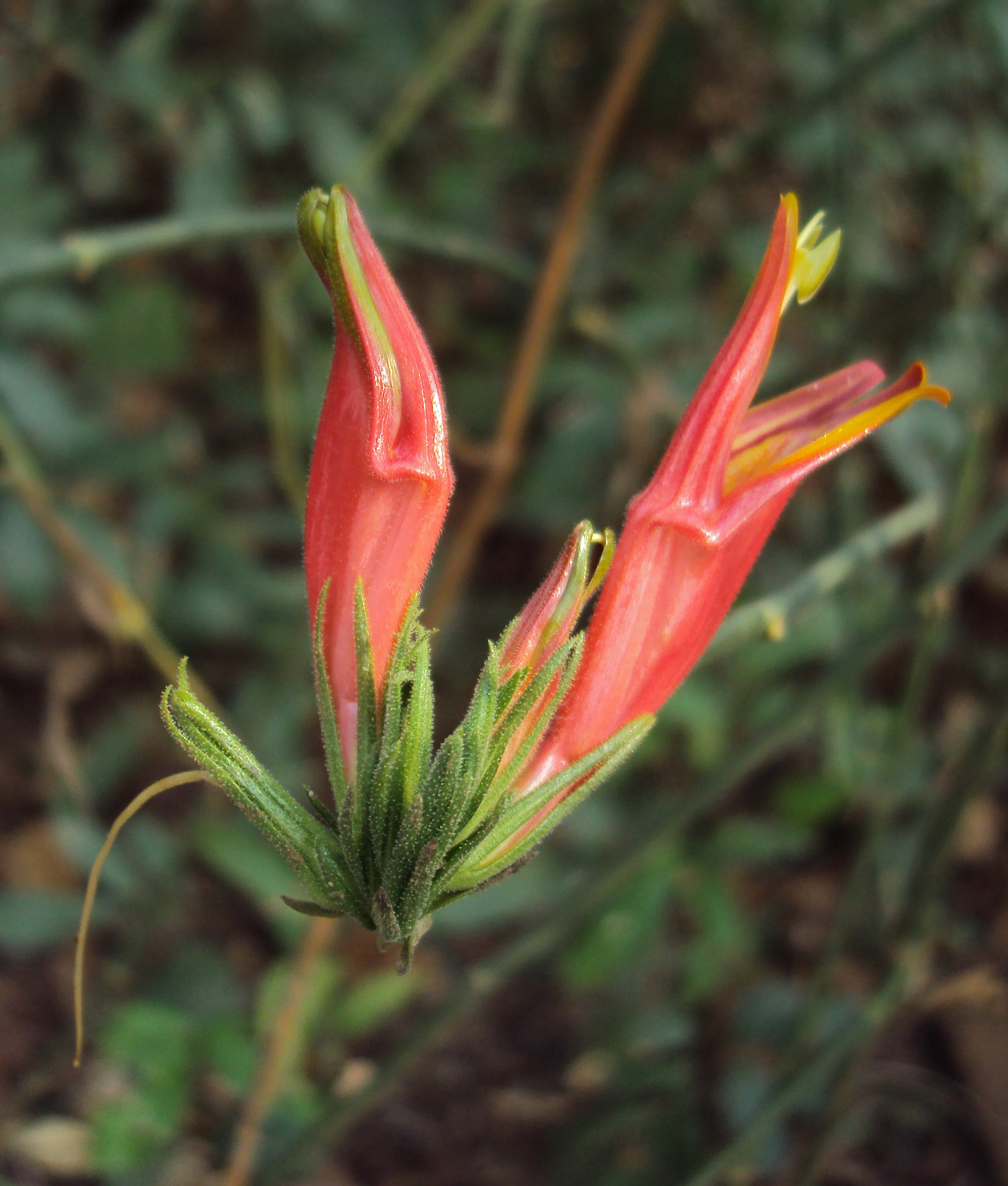 Vishapacha ( Clinacanthus nutans ) Medicinal Plant