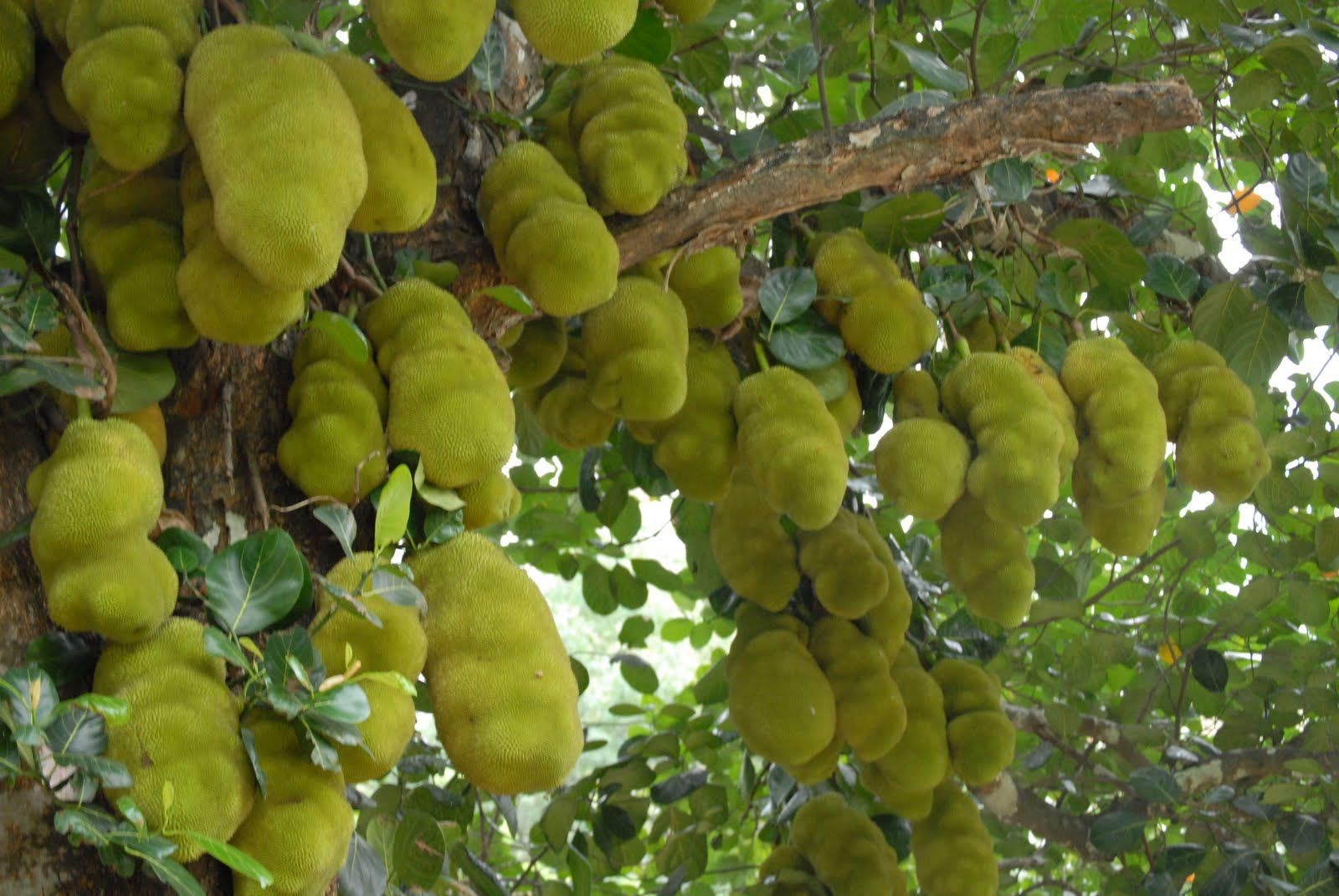 Hybrid Jackfruit - Cochin Jackfruit Exotic Fruit Plant