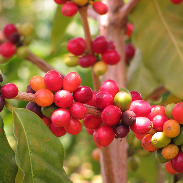 Arabica Coffee Plant