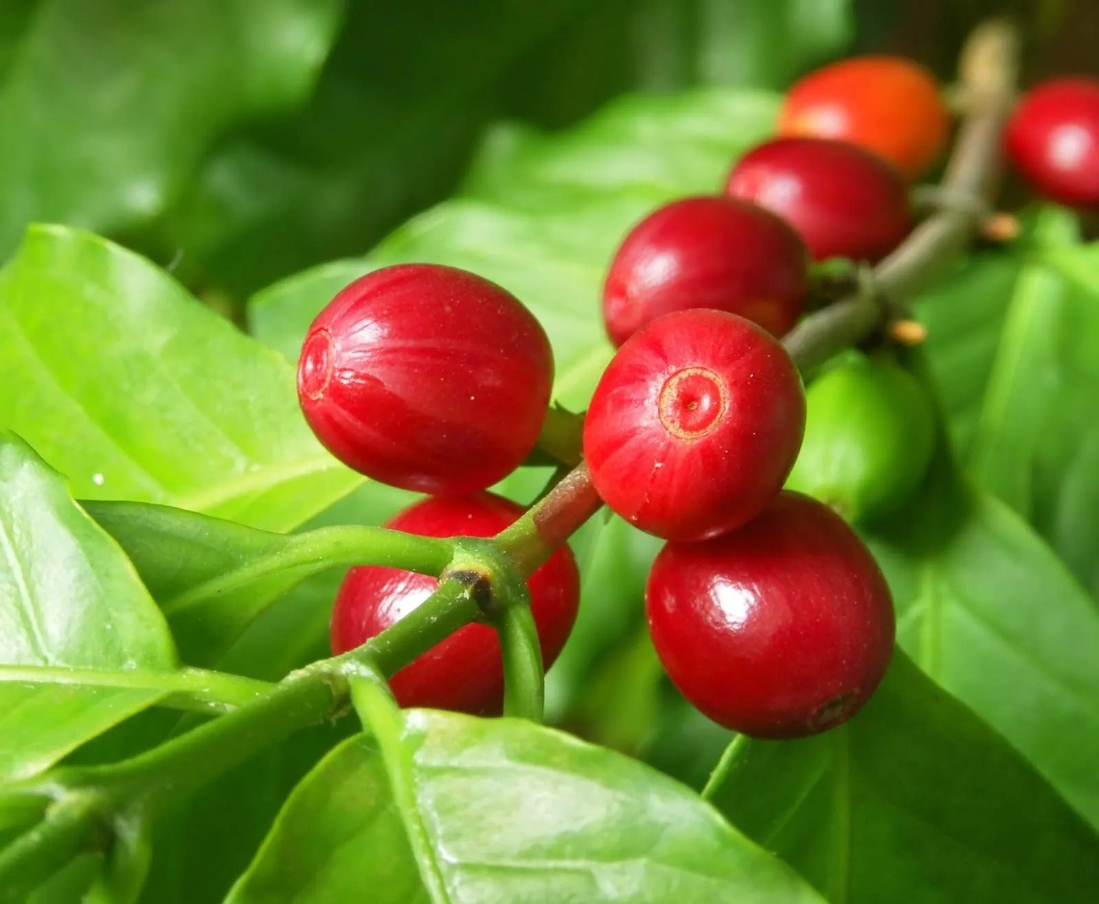 Robusta Coffee Plant