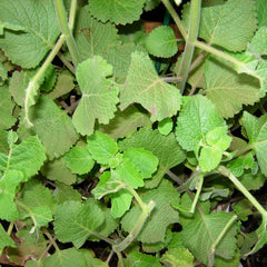 Iruveli ( Coleus zeylanicus ) Medicinal Plant