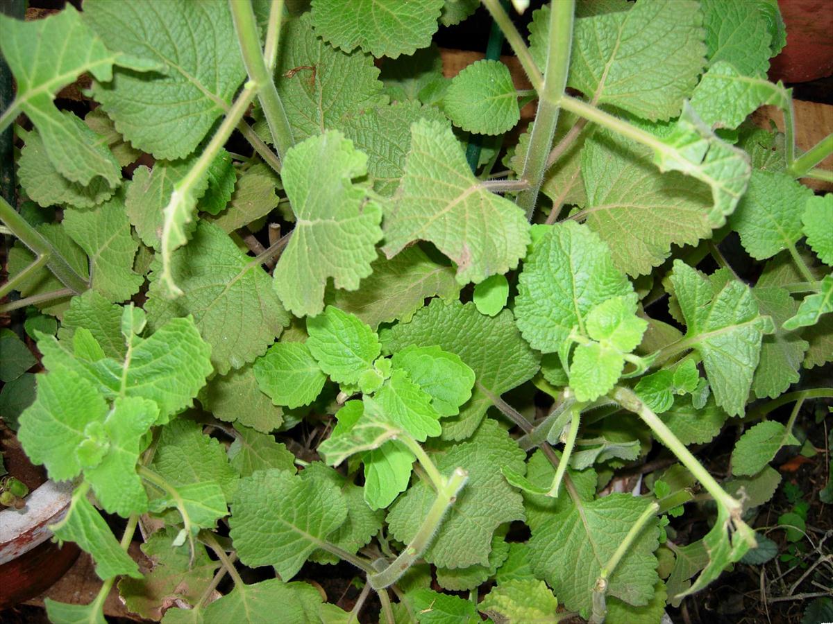 Iruveli ( Coleus zeylanicus ) Medicinal Plant