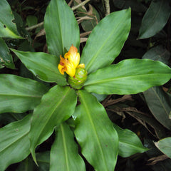 Insulin Plant ( Costus igneus ) Medicinal Plant