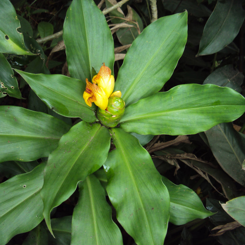 Insulin Plant ( Costus igneus ) Medicinal Plant