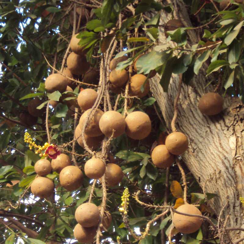Nagalingam ( Couroupita guianensis ) Medicinal Plant