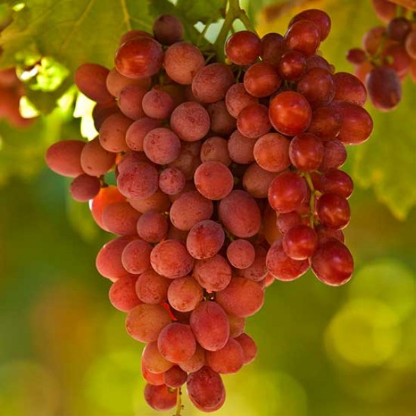 Hybrid Grape - Crimson Grape Vine Fruit Plant