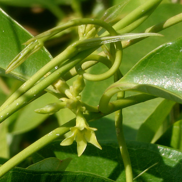 Adavippala ( Cryptolepis dubia ) Medicinal Plant