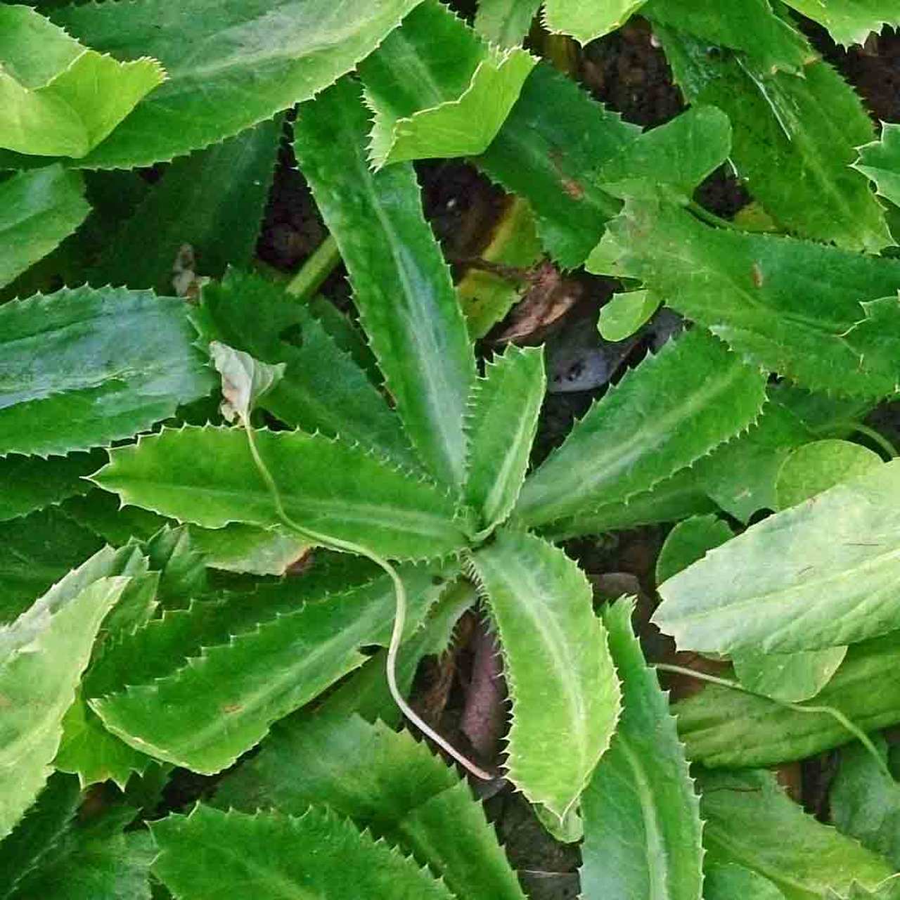 African Malli Coriander ( Eryngium foetidum ) Medicinal Plant