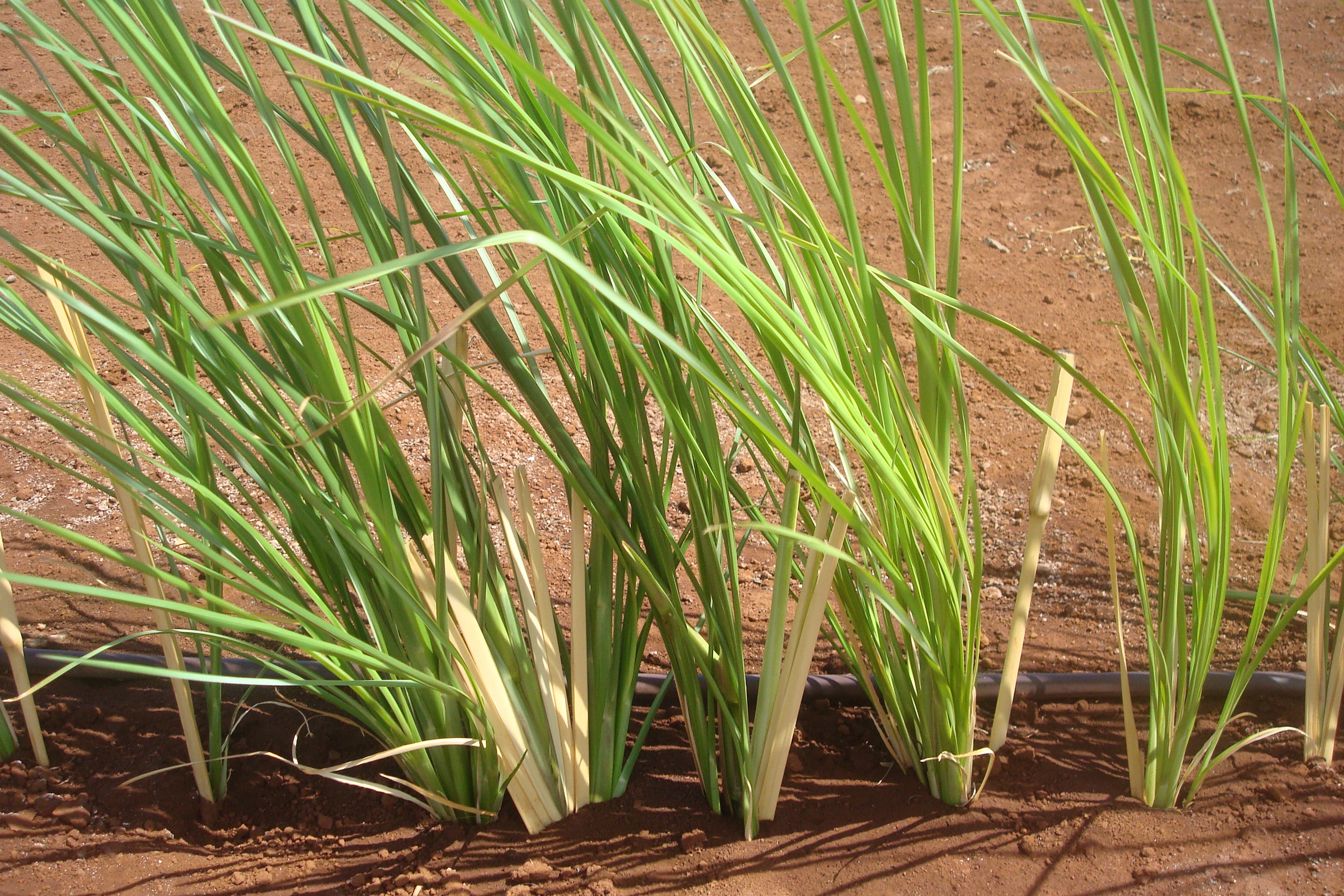 Ramacham ( Chrysopogon zizanioides ) Medicinal Plant