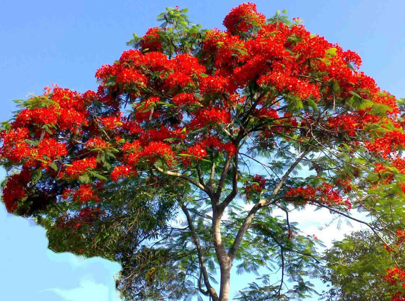 Gulmohar - Delonix regia Tree Plant – M-Tech Gardens