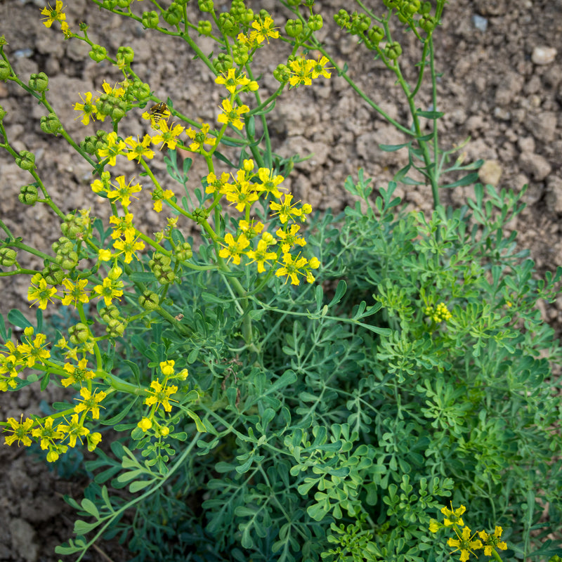 Arutha ( Ruta graveolens ) Medicinal Plant