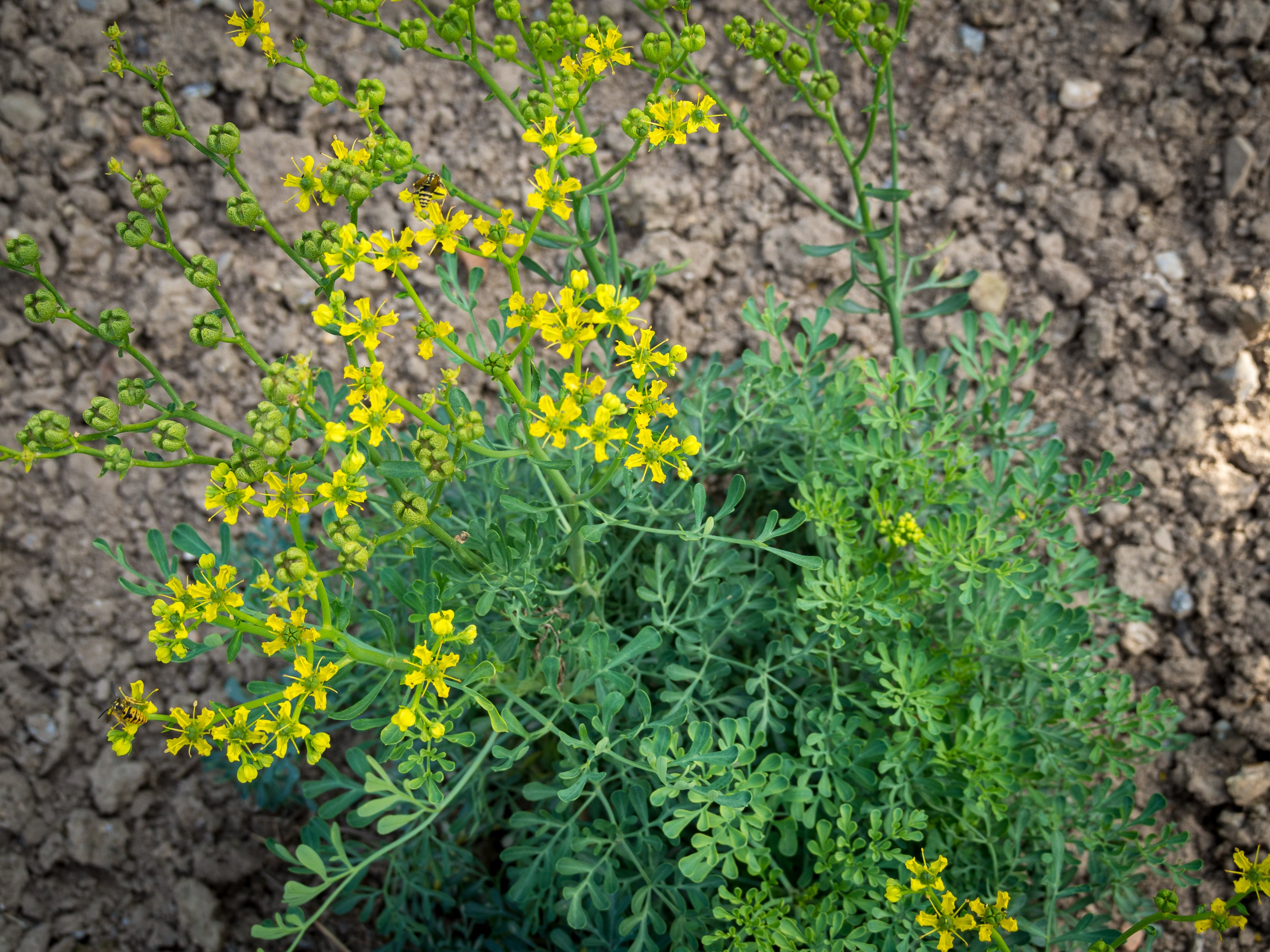 Arutha ( Ruta graveolens ) Medicinal Plant