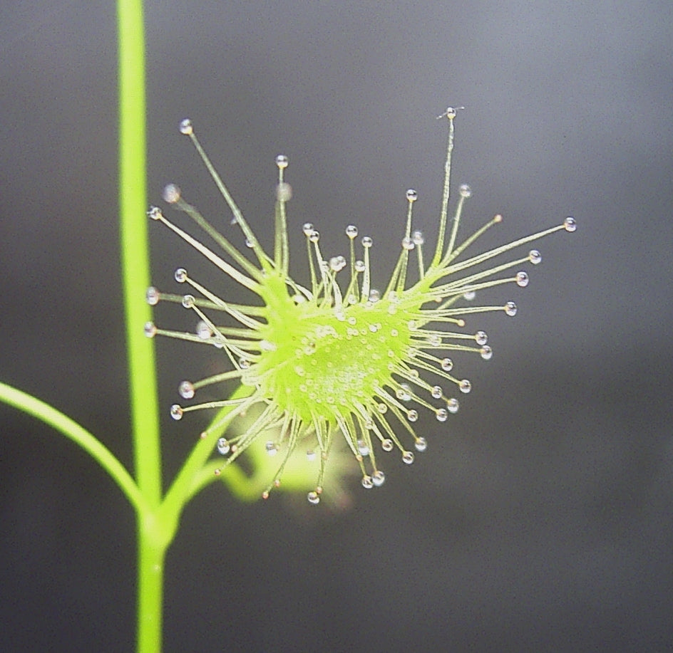 Azhukanni ( Drosera peltata ) Medicinal Plant