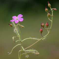 Indian Sundew / Akkaraputha ( Drosera indica ) Medicinal Plant
