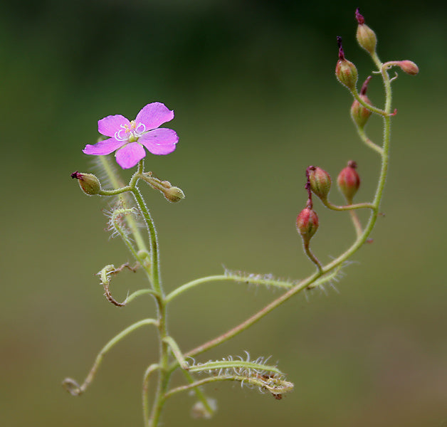 Indian Sundew / Akkaraputha ( Drosera indica ) Medicinal Plant