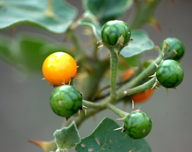 Kandakari Chunda ( Solanum virginianum ) Medicinal Plant
