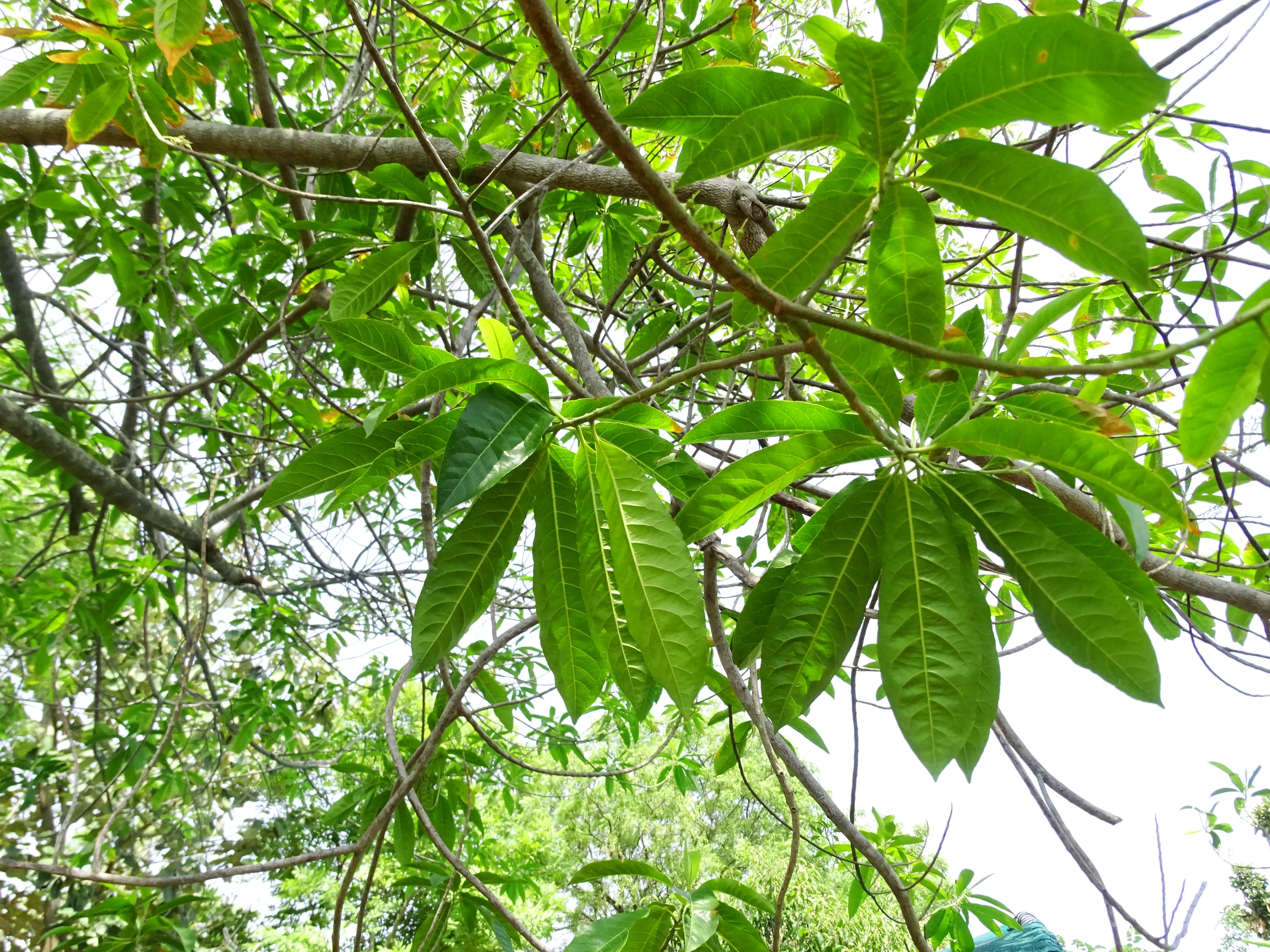 Rudraksham ( Elaeocarpus angustifolius ) Medicinal Plant