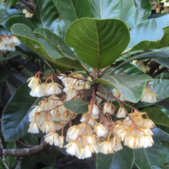 Bhadraksham ( Elaeocarpus tuberculatus ) Medicinal Plant