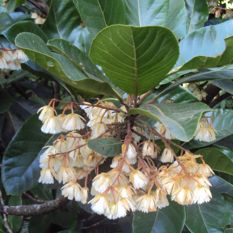 Bhadraksham ( Elaeocarpus tuberculatus ) Medicinal Plant
