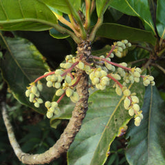 Bhadraksham ( Elaeocarpus tuberculatus ) Medicinal Plant