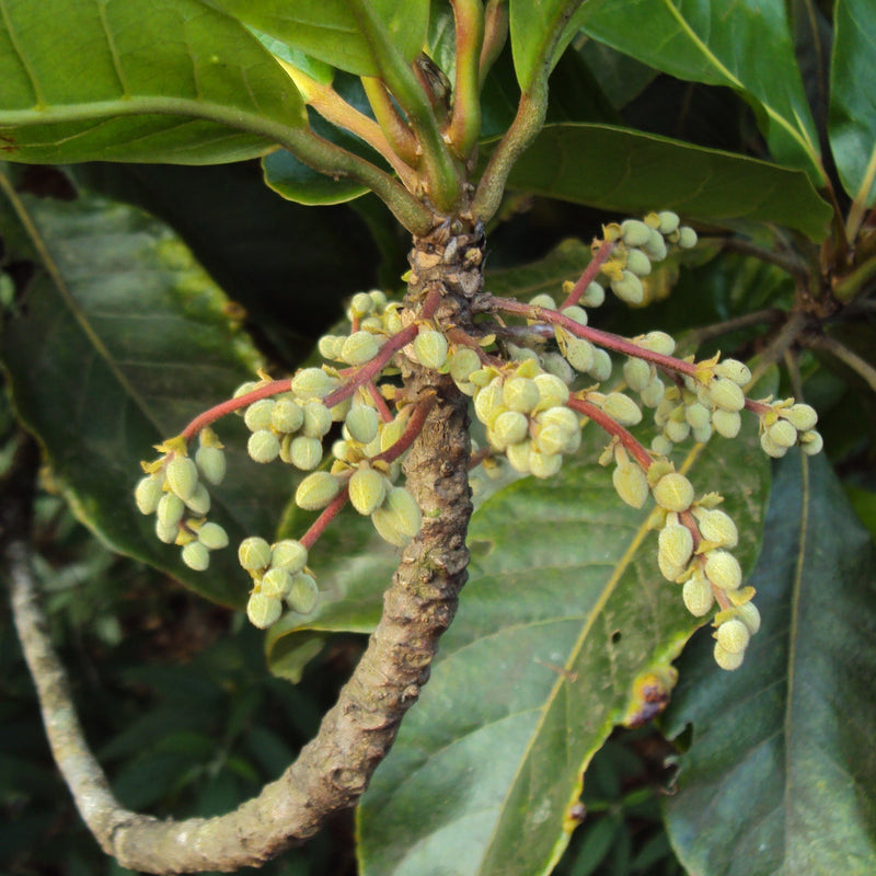 Bhadraksham ( Elaeocarpus tuberculatus ) Medicinal Plant