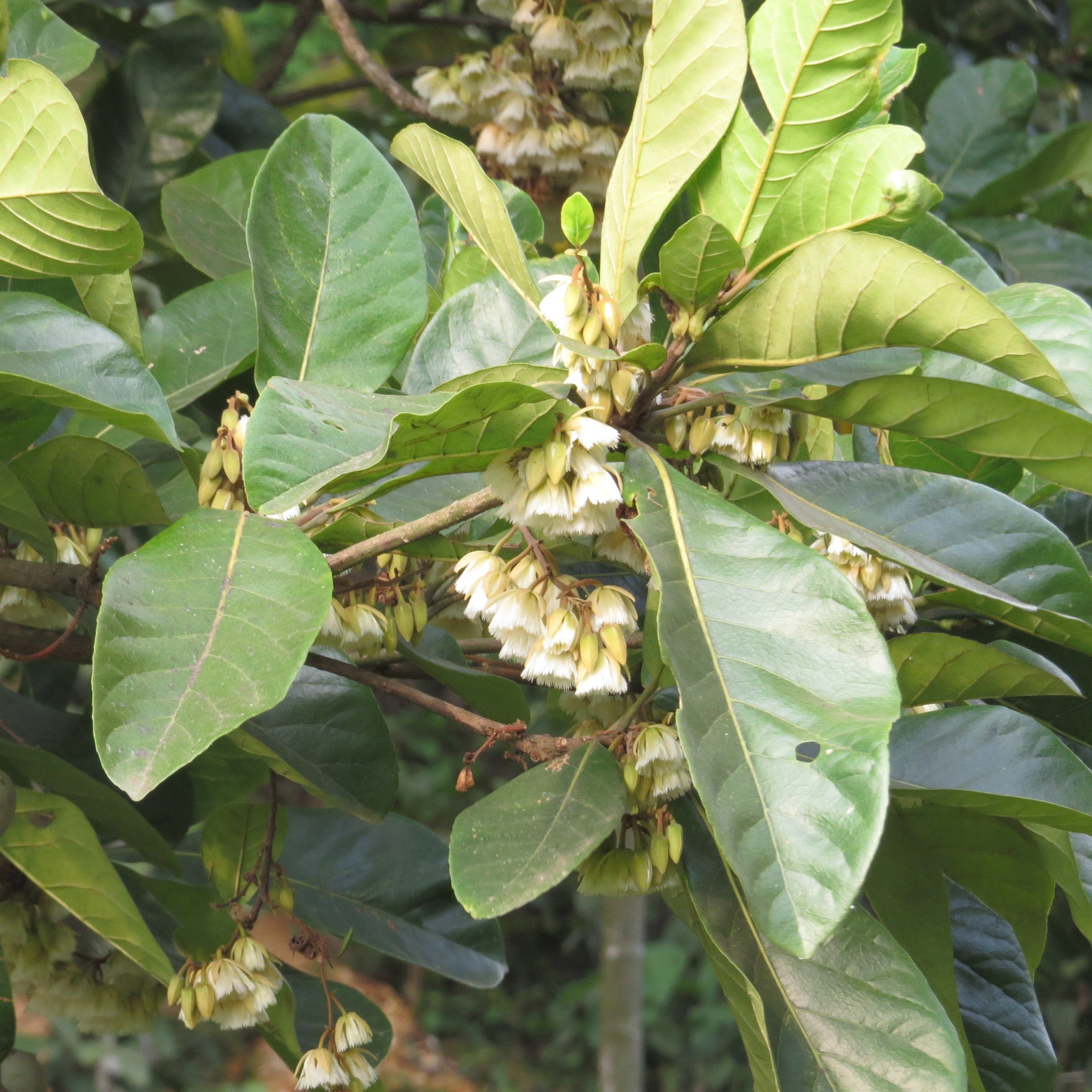 Bhadraksham ( Elaeocarpus tuberculatus ) Medicinal Plant