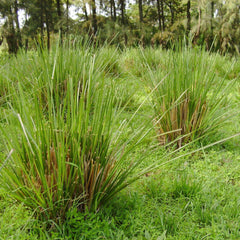 Ramacham ( Chrysopogon zizanioides ) Medicinal Plant