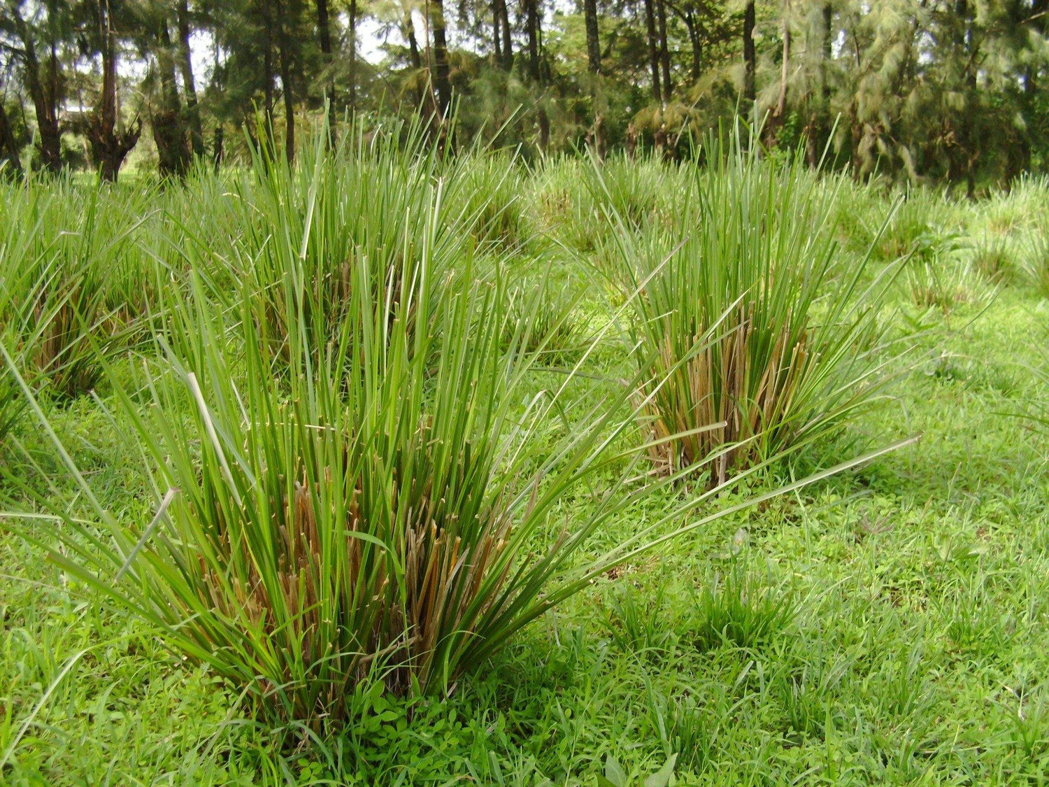 Ramacham ( Chrysopogon zizanioides ) Medicinal Plant