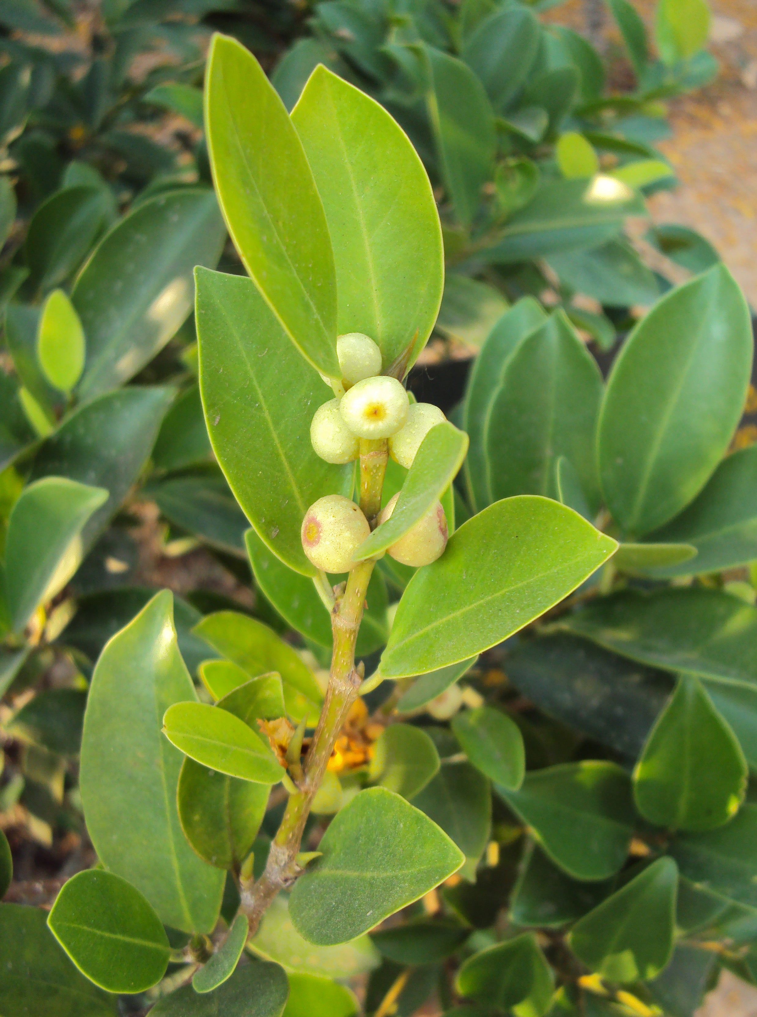 Ithi Plant ( Ficus microcarpa ) Medicinal Plant