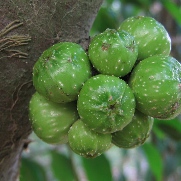 Erumanaakku ( Ficus hispida ) Medicinal Plant