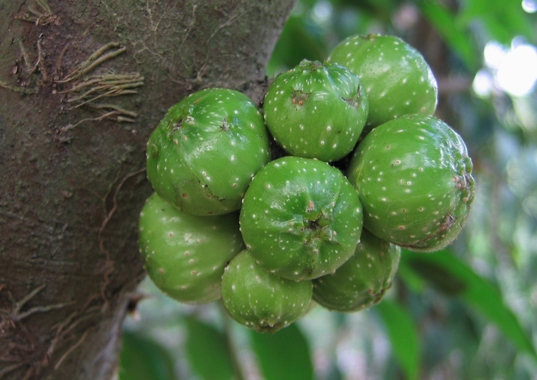 Erumanaakku ( Ficus hispida ) Medicinal Plant