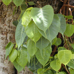 Arayal / Sacred Fig ( Ficus religiosa ) Medicinal Plant