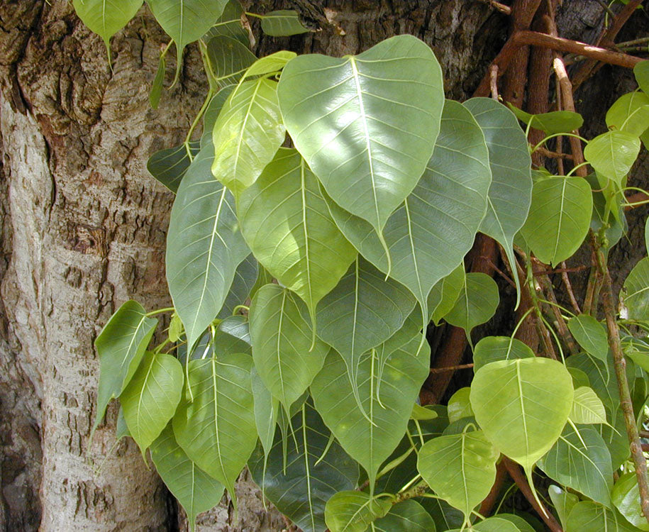 Arayal / Sacred Fig ( Ficus religiosa ) Medicinal Plant