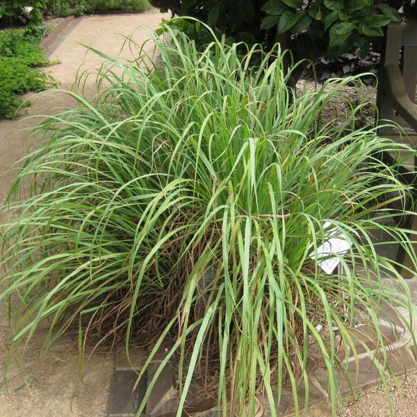 Injippullu ( Cymbopogon citratus ) Medicinal Plant