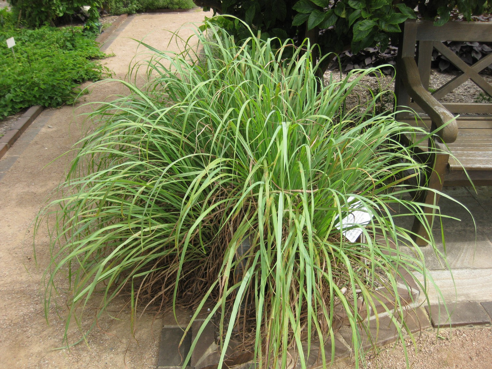 Injippullu ( Cymbopogon citratus ) Medicinal Plant