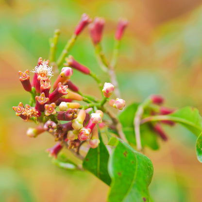 Clove - Spice Plant