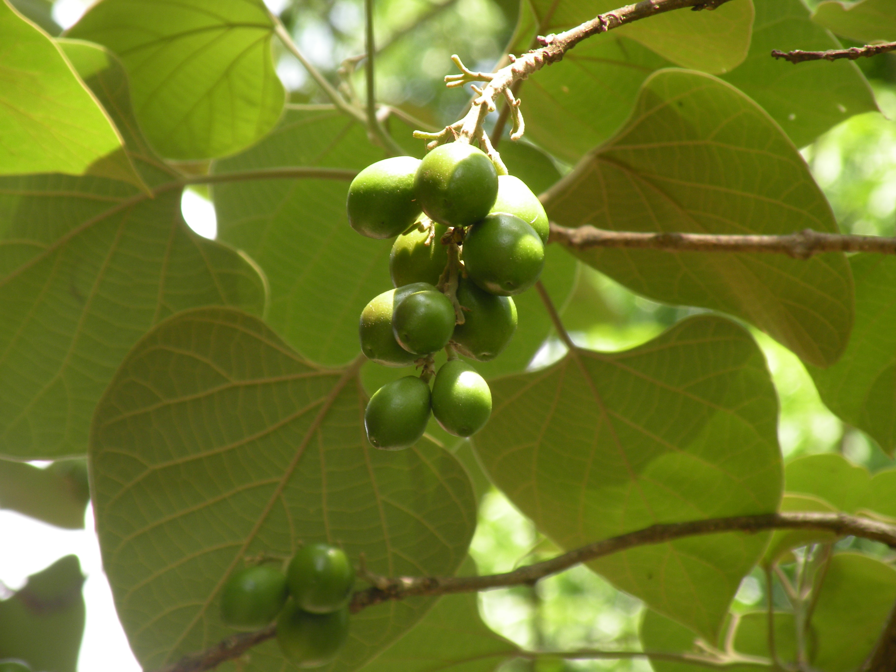 Kumizhu ( Gmelina arborea ) Medicinal Plant