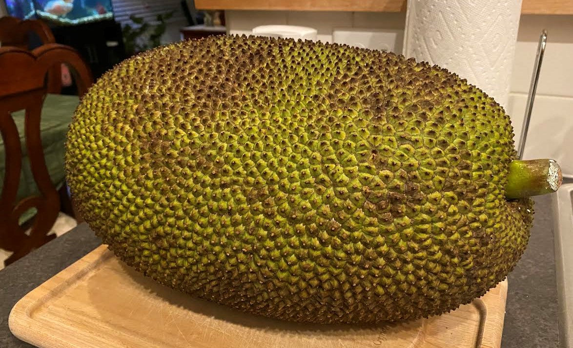 Hybrid Jackfruit - Golden Nugget Jackfruit Exotic Fruit Plant