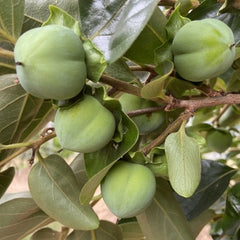 Persimmon 