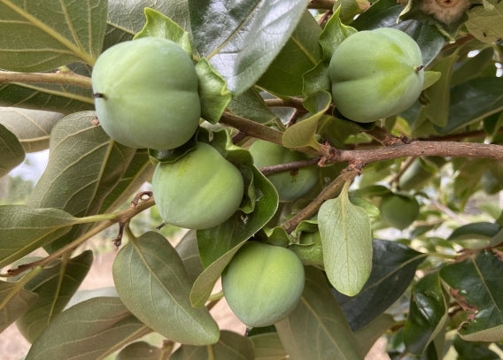 Persimmon " Suruga  " Exotic 5 Fruit Seeds