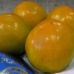 Persimmon 